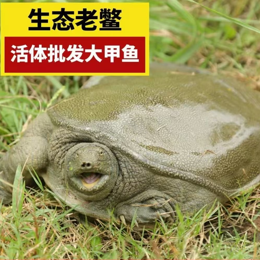 4只5-6斤 湖南汉寿外塘甲鱼 青背白底 鲜活发货