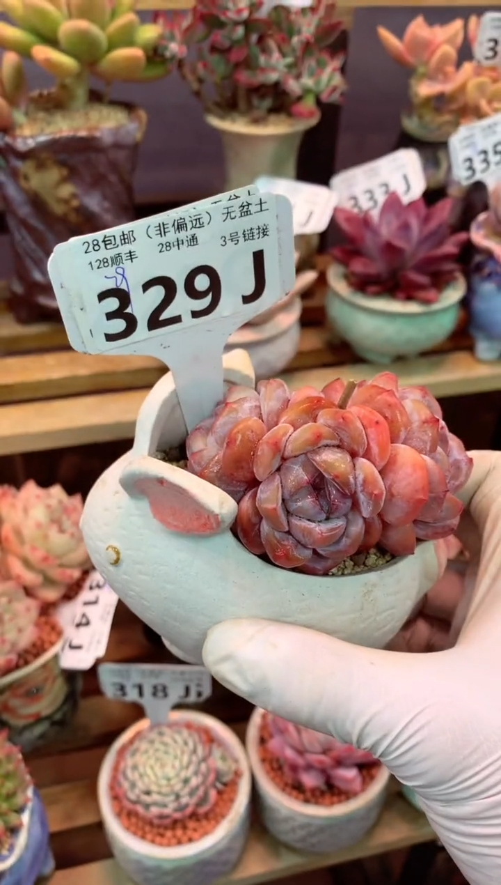 329J（一物一拍，精品多肉，w所见即所得 ）