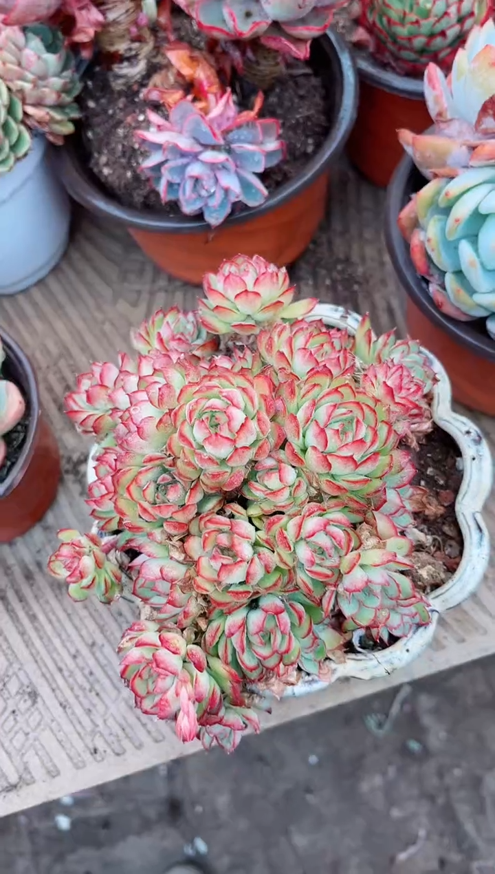 【闪购商品】06262