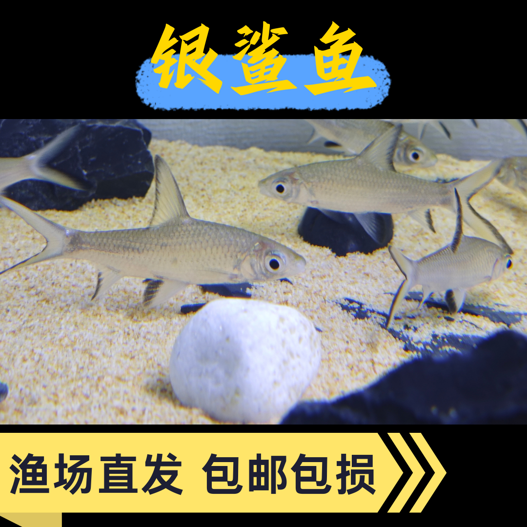 陕西发货包邮银鲨鱼反光热带观赏鱼可混养大型鱼龙鱼活体包邮
