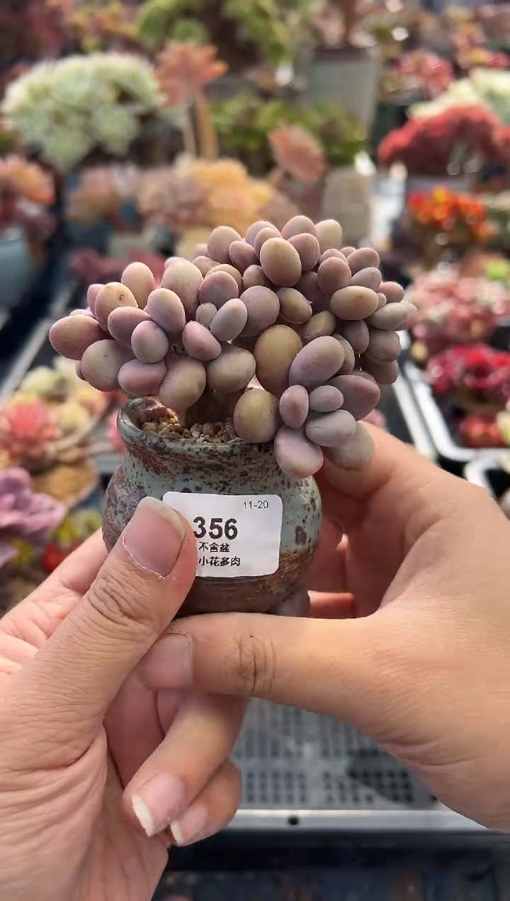 丁****ᰔ356               不带盆