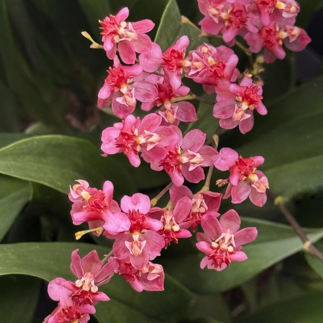 【大聪明卖花】红色梦香兰鲜花  任意两单花材顺丰冷链或德邦快递