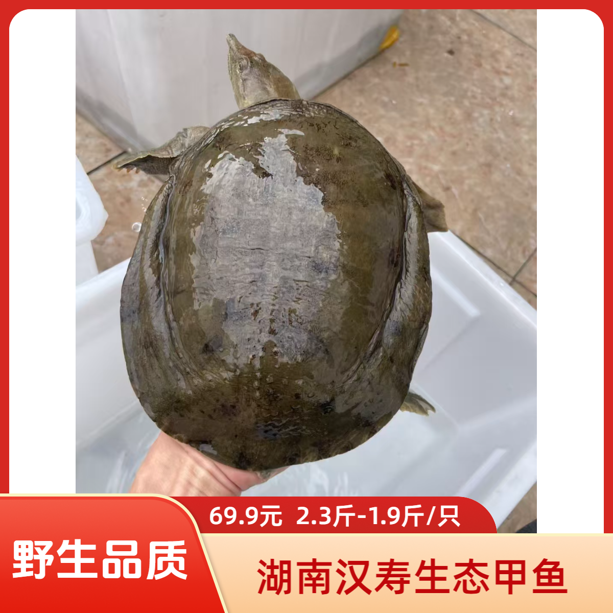 湖南汉寿生态甲鱼2.3斤-1.9斤/只