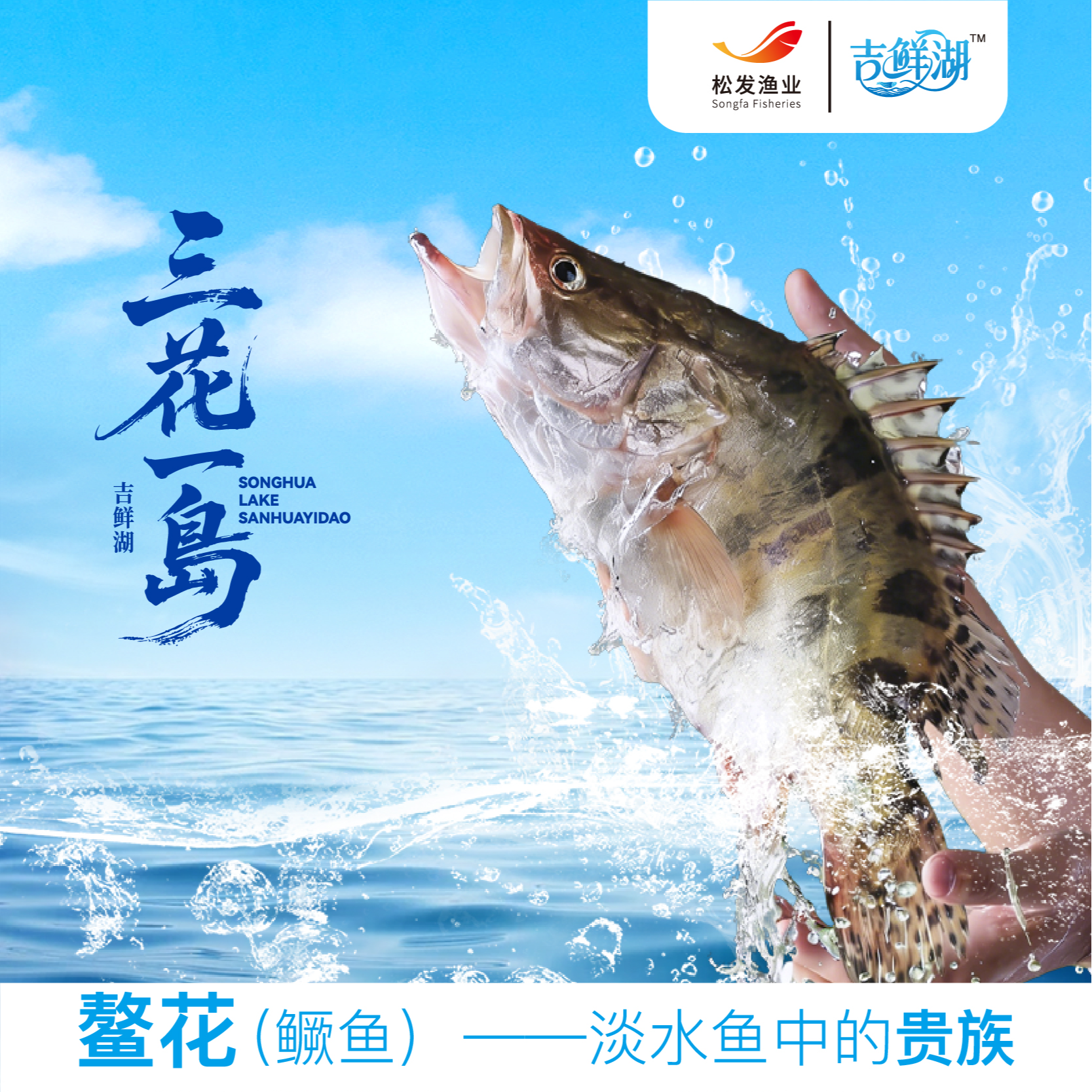 松花湖野生冷水三花一岛礼盒京东包邮 鳌花鱼、鲫花鱼鳊花鱼岛子鱼