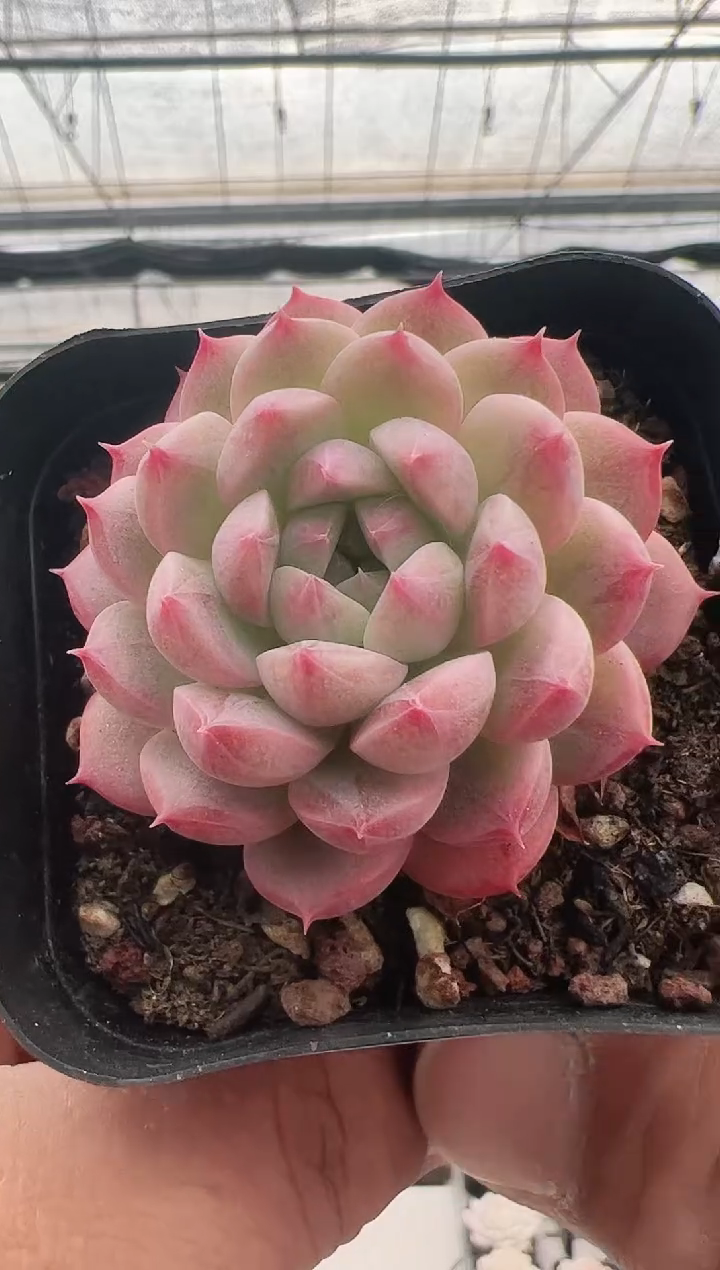 【闪购商品】暗纹-8