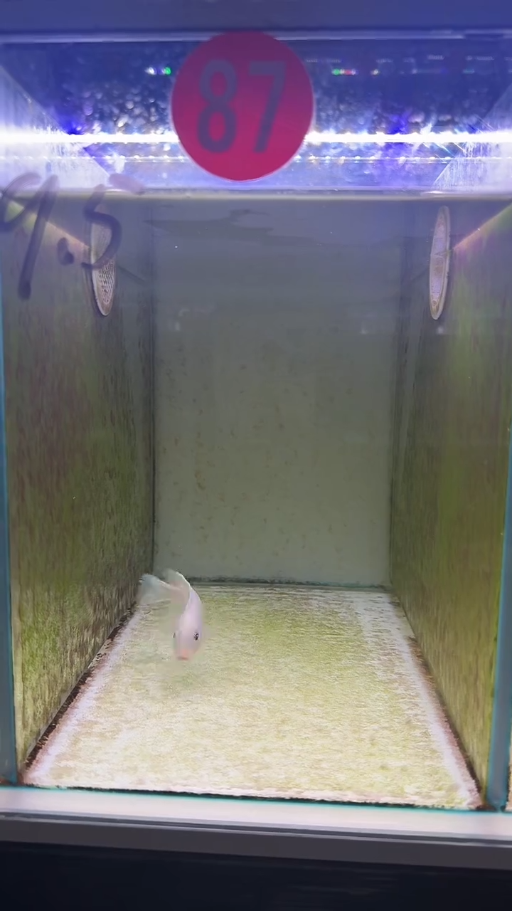 慈鲷三湖慈鲷87号