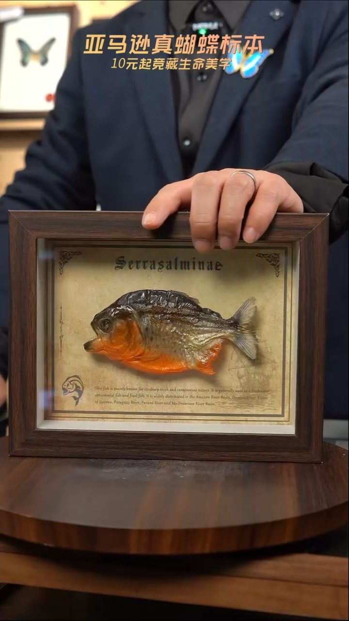 亚马逊小鱼干标本摆件