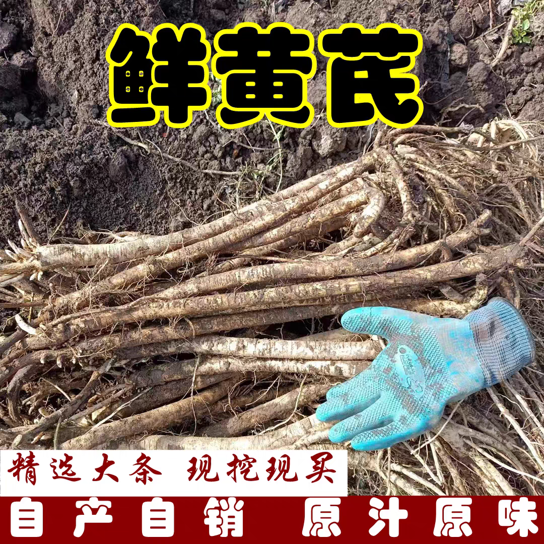 甘肃岷县新鲜黄芪农家自种现挖现发可用于泡水煲汤