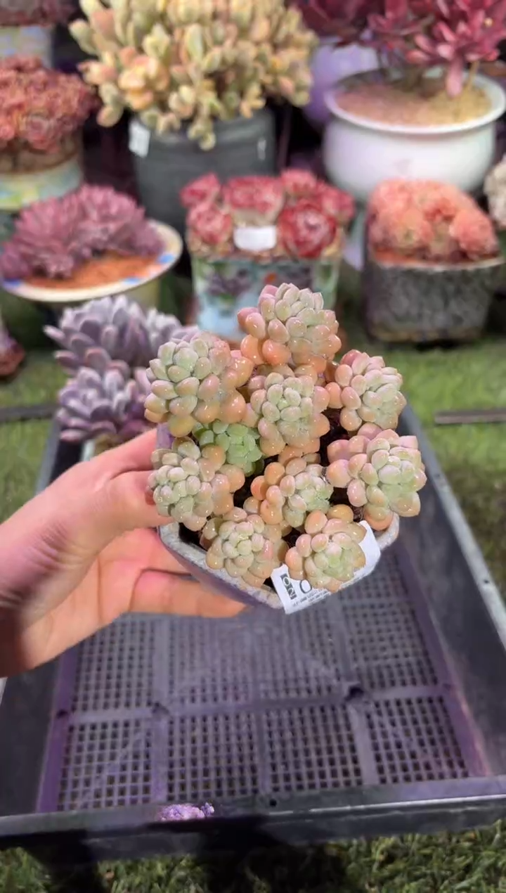 【闪购商品】04102脱土带盆