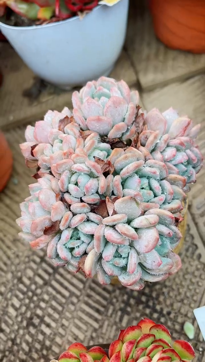 【闪购商品】04247