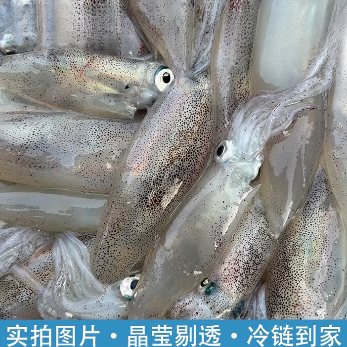 【魏来海鲜】现捕大鱿鱼新鲜小管鱿鱼发货速冻发本港一口鱿鱼小管
