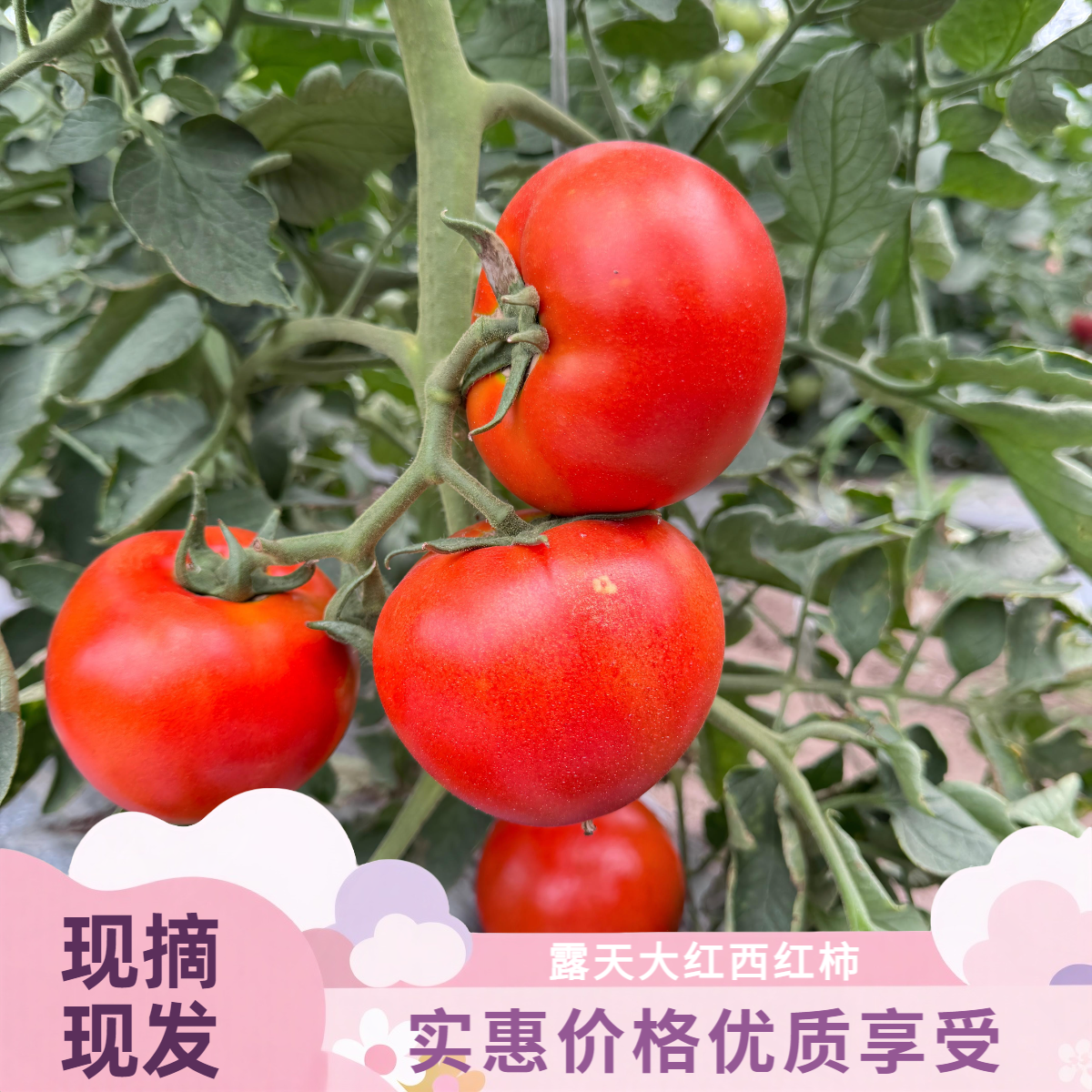 【5斤】大红西红柿露天种植新鲜农家沙瓤西红柿酸甜可口不催熟