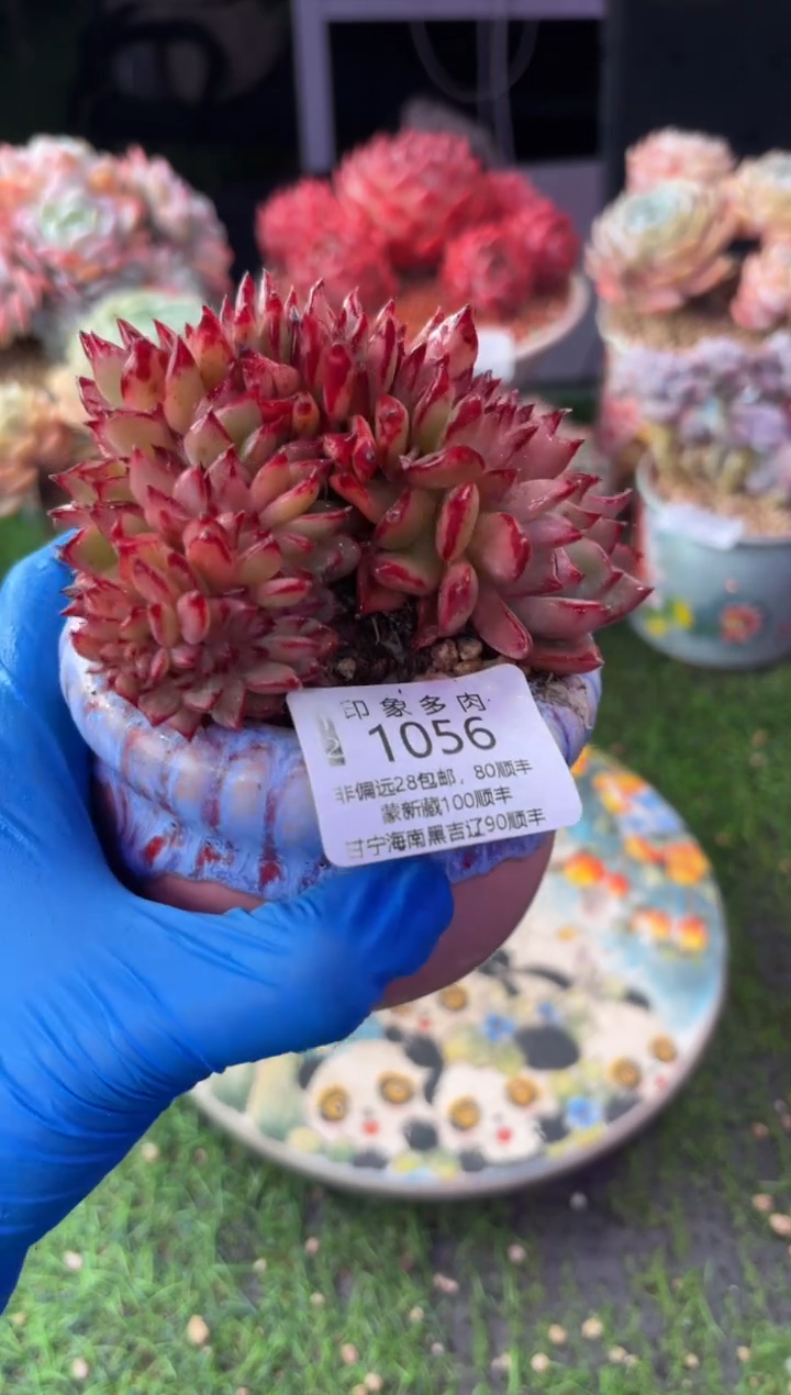 昆明印象多肉1056