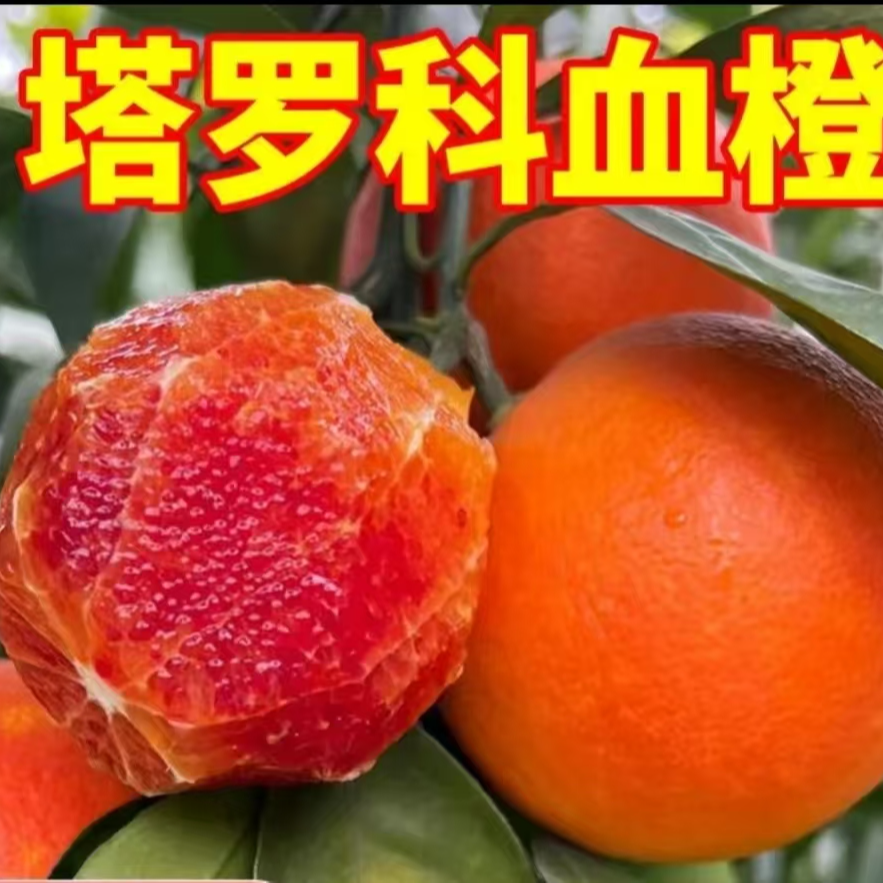 四川正宗塔罗科血橙4.5/9斤细嫩化渣