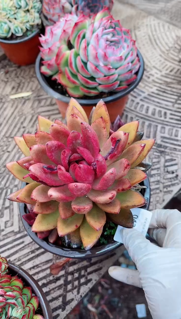 【闪购商品】04224