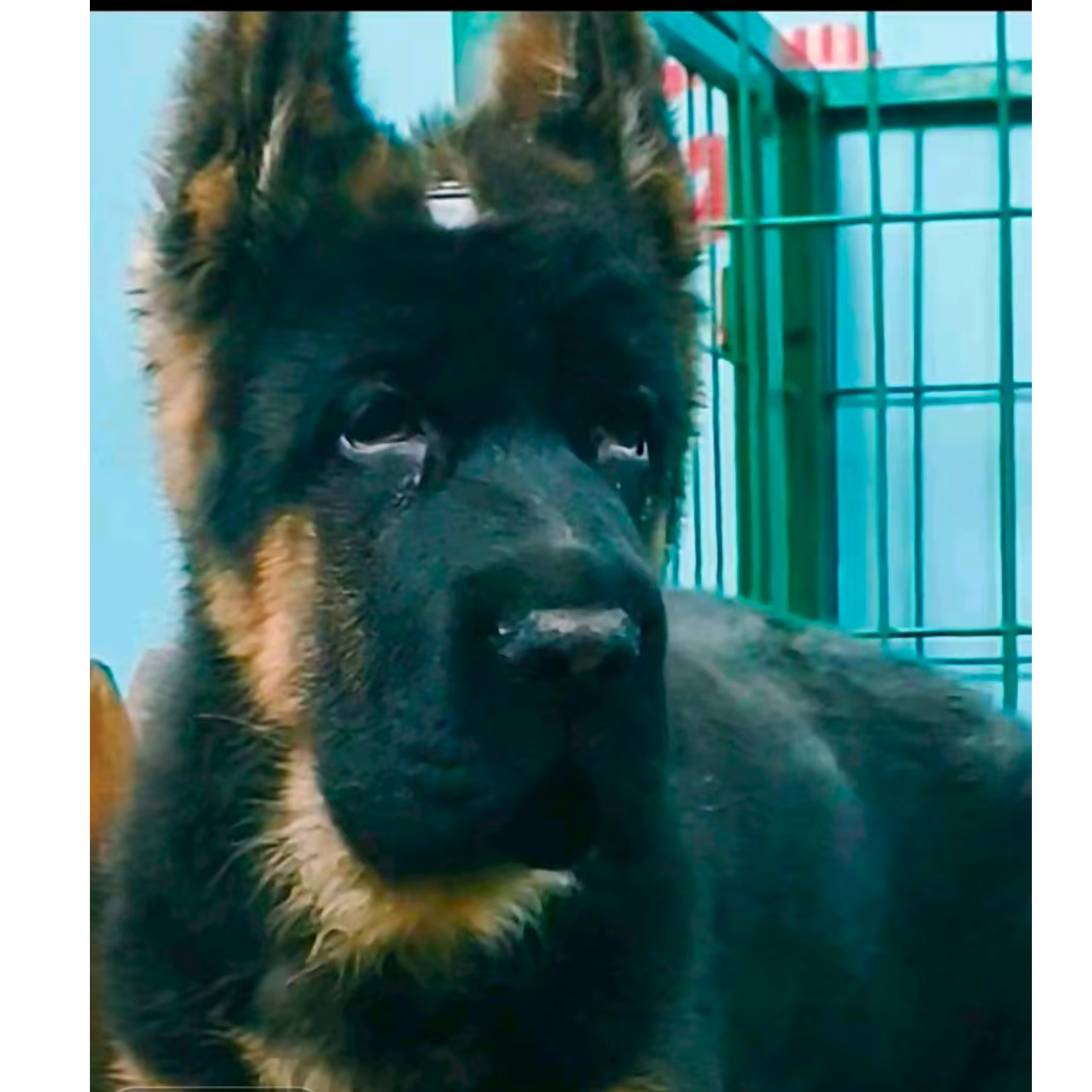 龙腾犬业活体链接