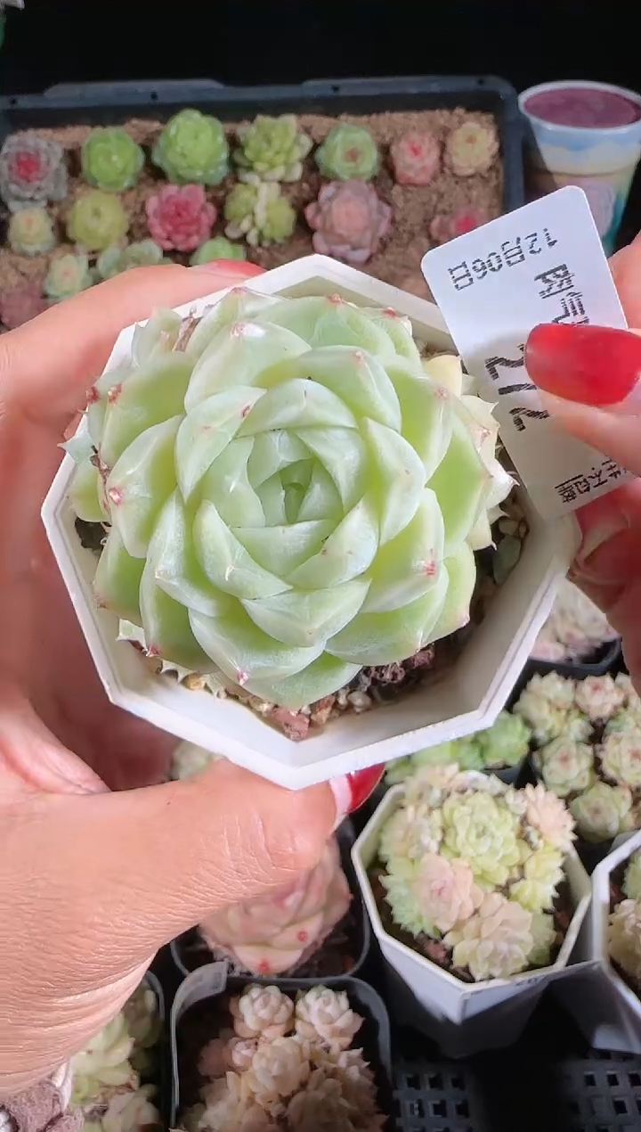 1206-272多肉群生不包整