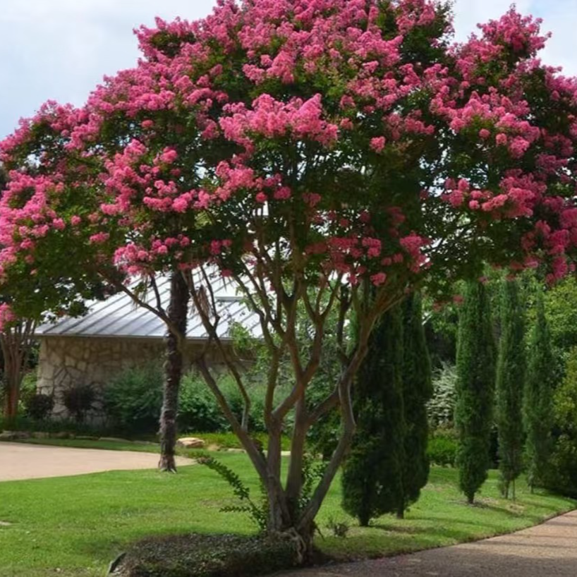 川红紫薇大型绿植花卉退林还耕（一物一拍）绿植室外绿化户外庭院