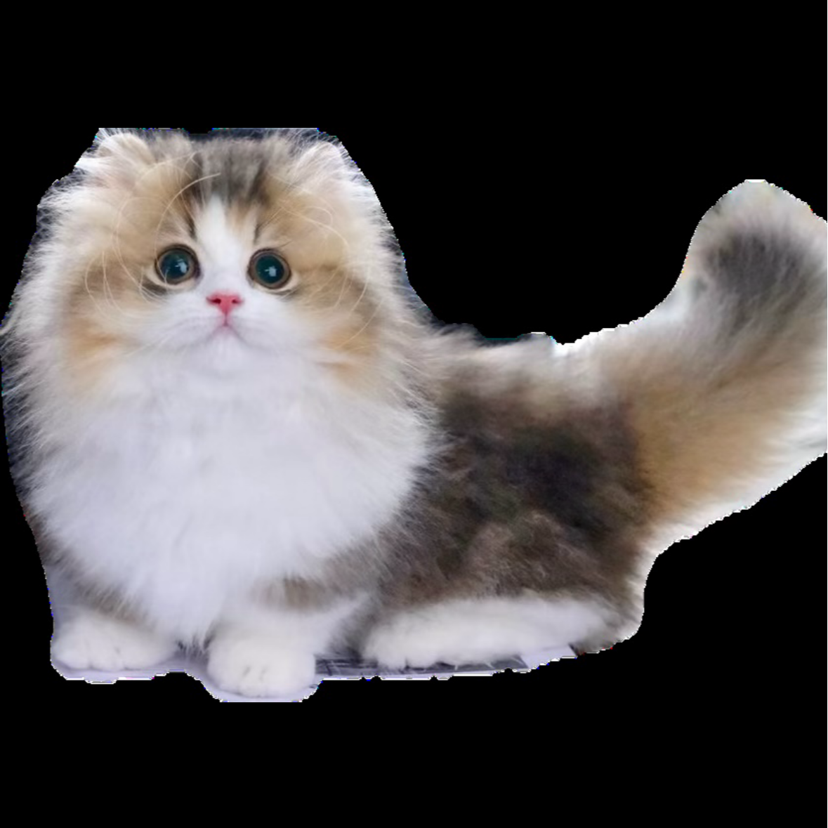 （无极喵宠）矮脚搬运工金渐层蓝金蓝白美短各种小矮脚专柜猫崽