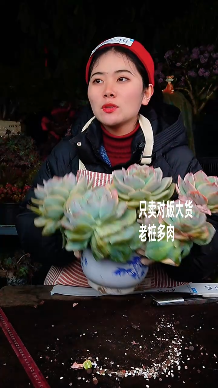 【闪购商品】超大白凤64号