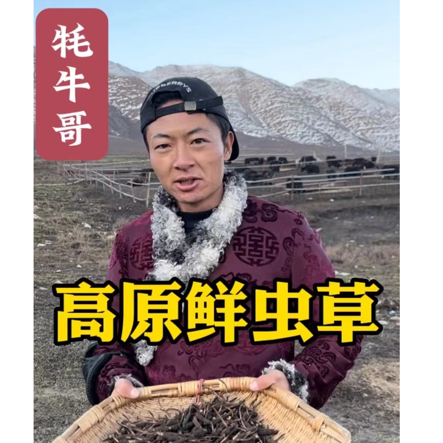 【卡丽娜专属】0.9克-1.1克 大草  海拔四千米以上，现收现发
