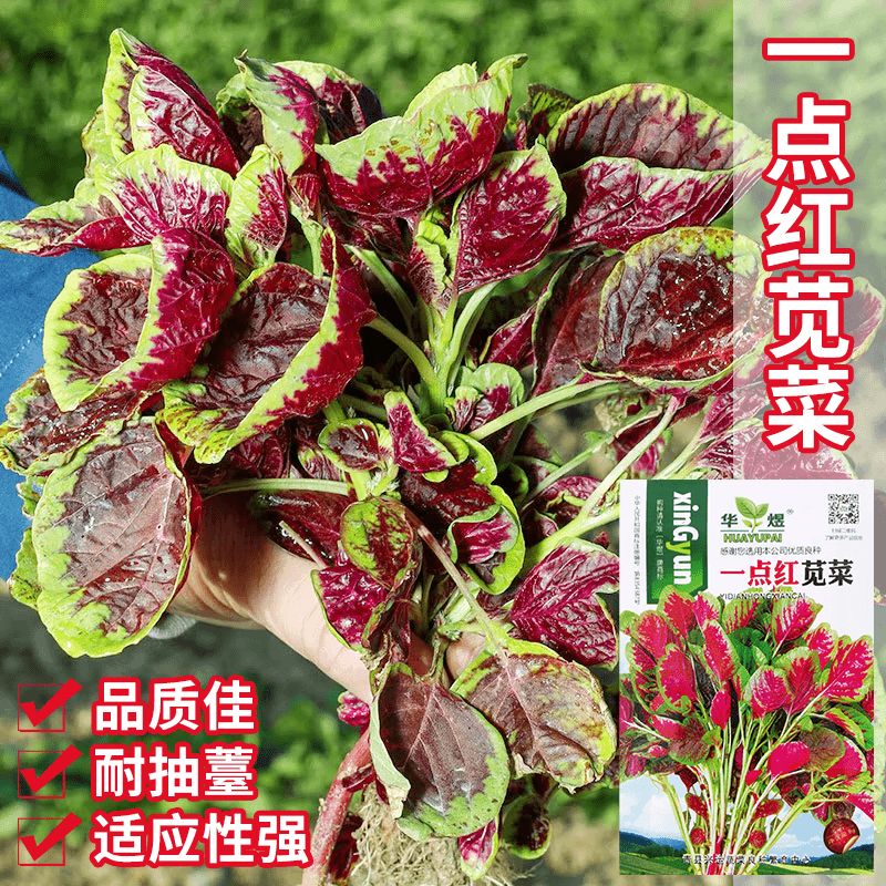 【全店满5包包邮】红苋菜种子四季阳台种菜蔬菜一点红青苋菜大全