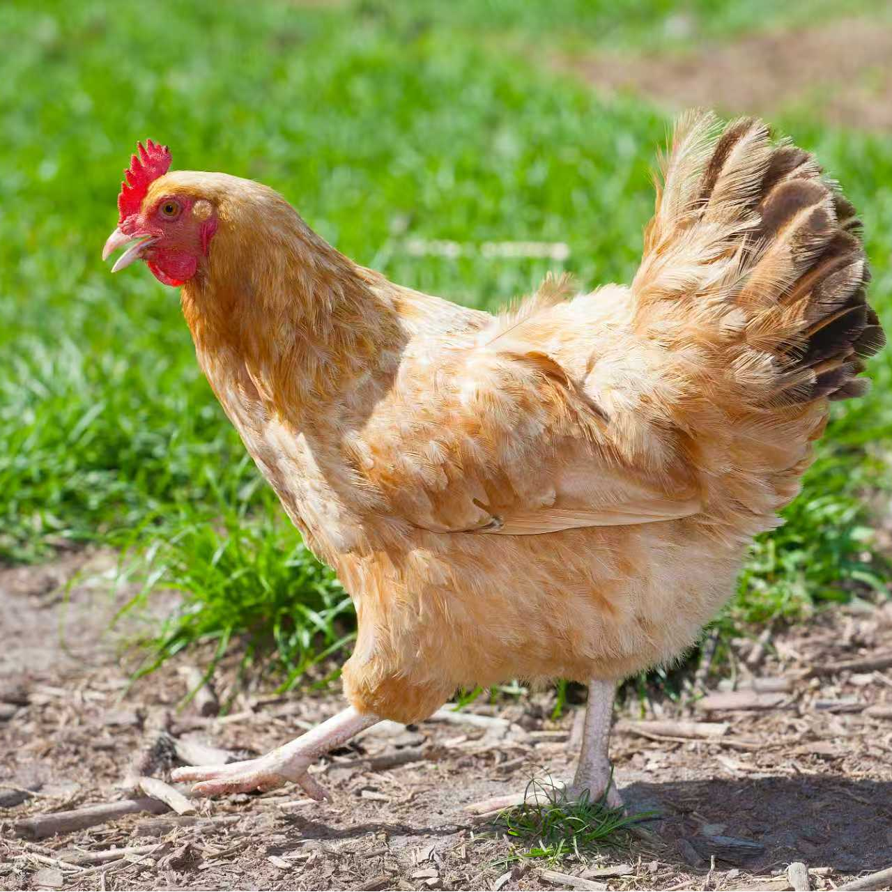 安徽皖南黄 正宗农户散养 顺丰包邮