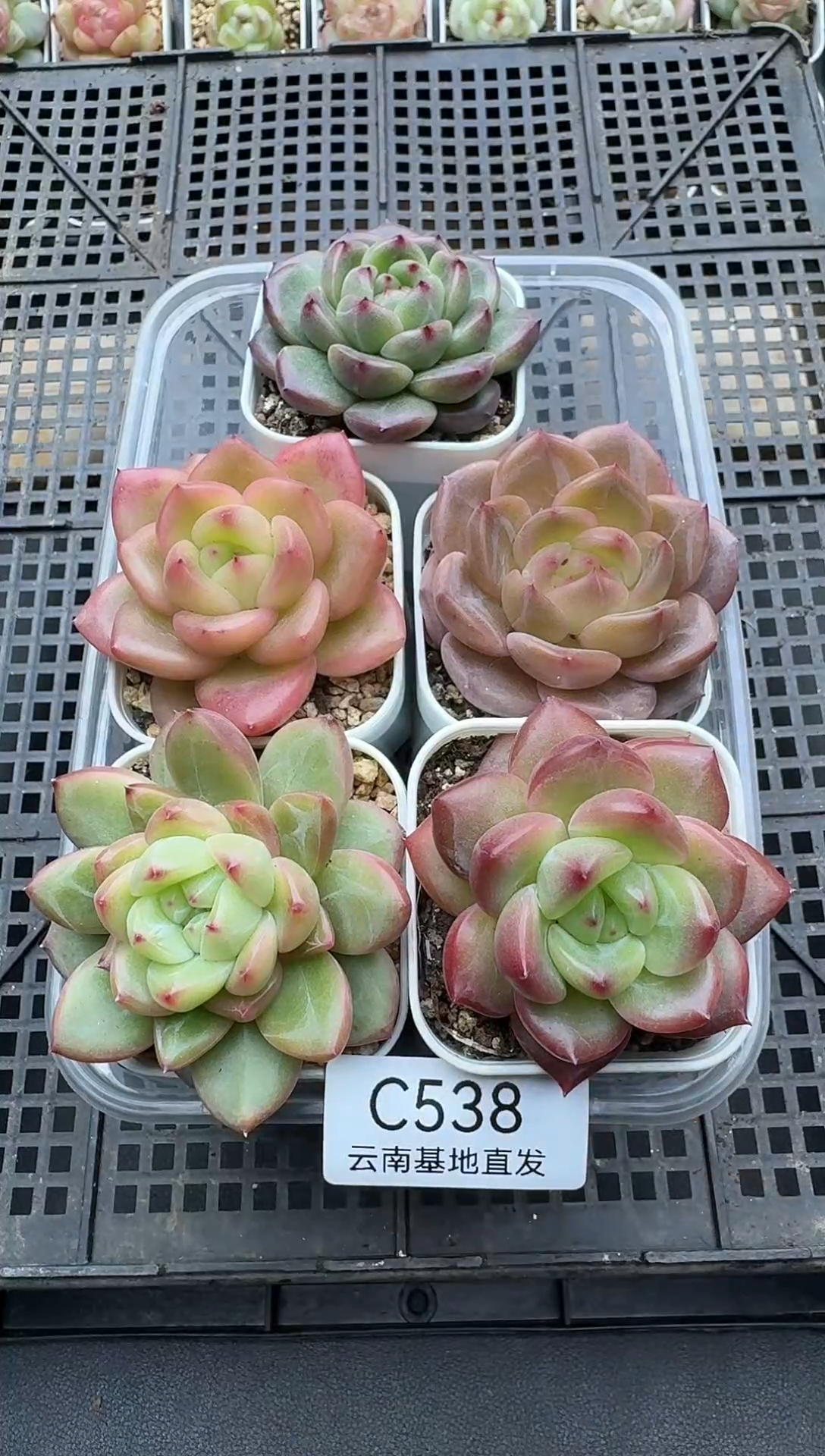 珍妮杂交多肉C538