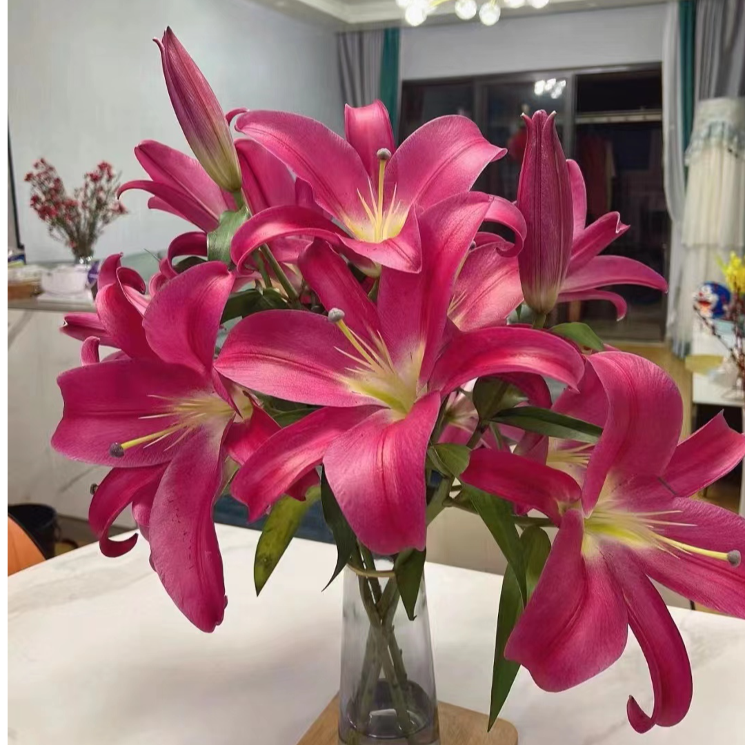 【基地直发】大连 香水百合 鲜花花卉