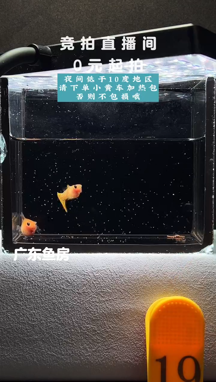 孔雀鱼黄蕾丝玻璃猫大C一对编号19