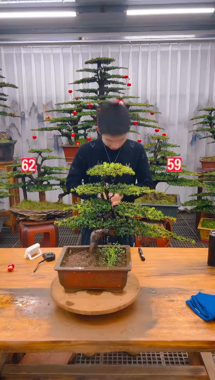 【闪购商品】紫砂精品盆景直播间一物一拍