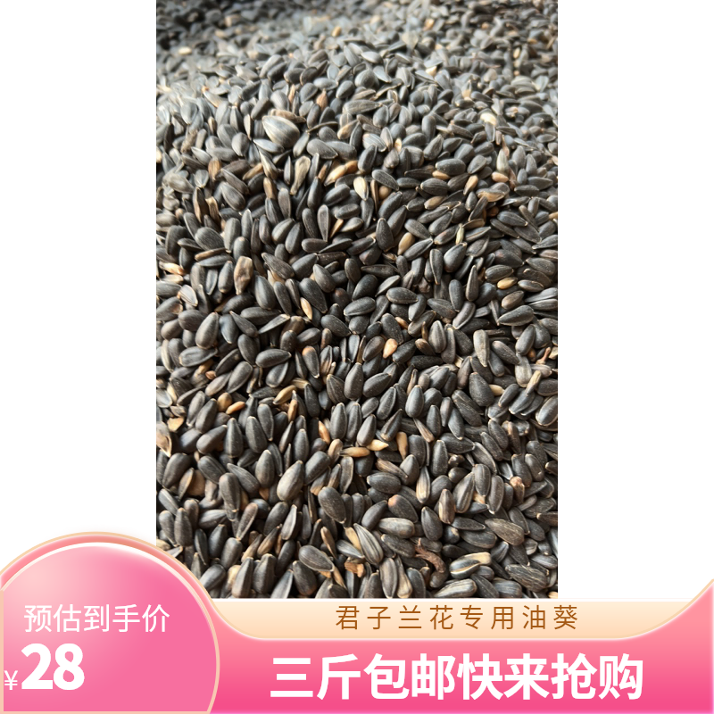 君子兰花专用小油葵三斤包邮