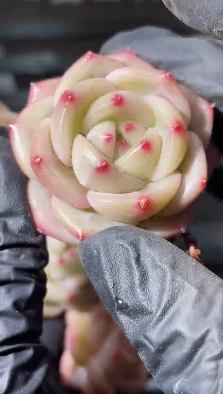 32-15 橙翡2-3厘米量拍发一颗