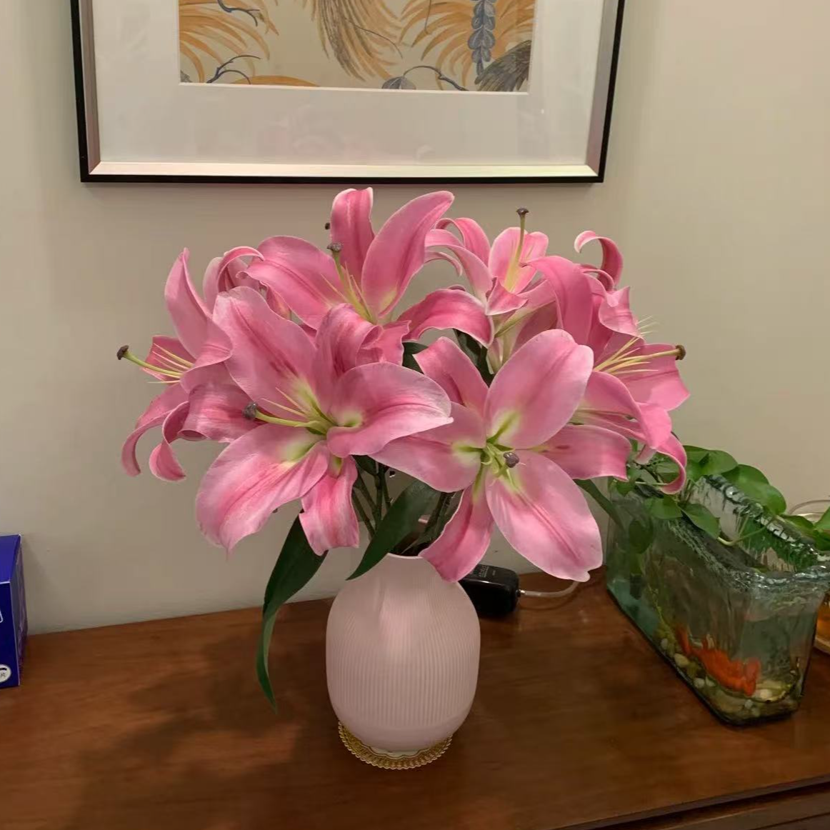 【普拉芬多】18/20进口单瓣百合花种