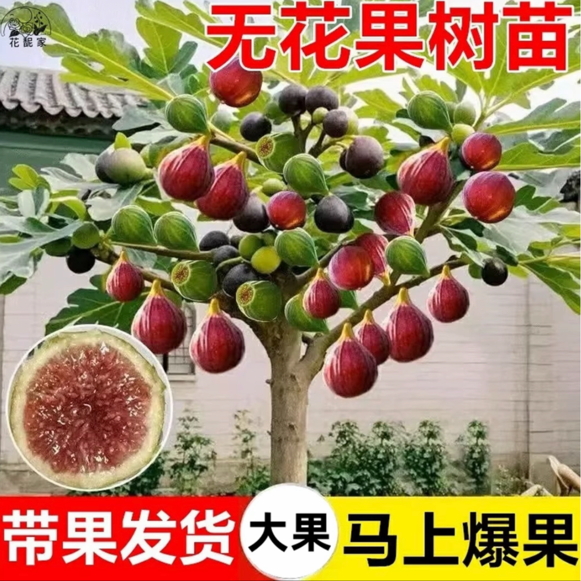 【无花果树苗】带土带果耐寒特大果南北方种植波姬红蜜桃大青皮果树