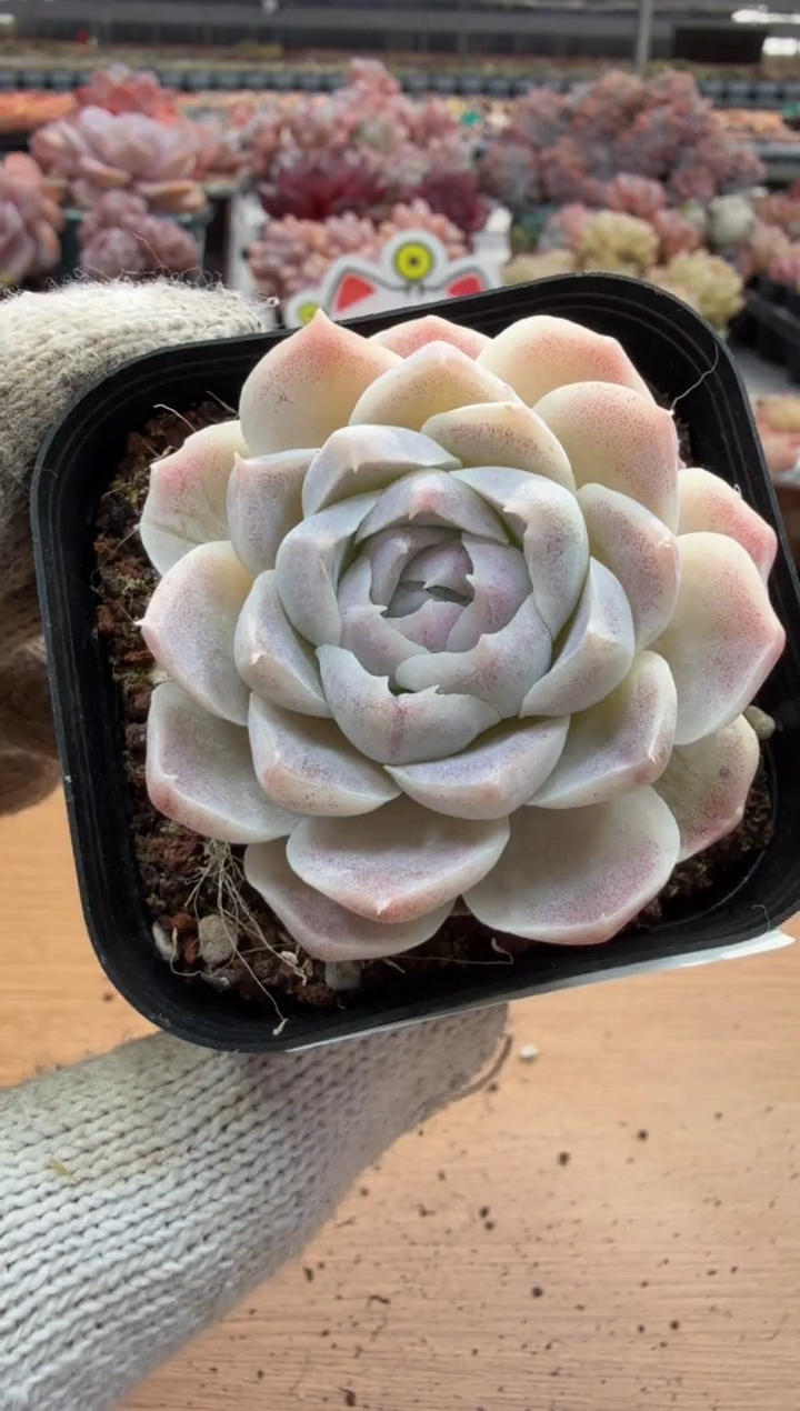 东云多肉园三店-22