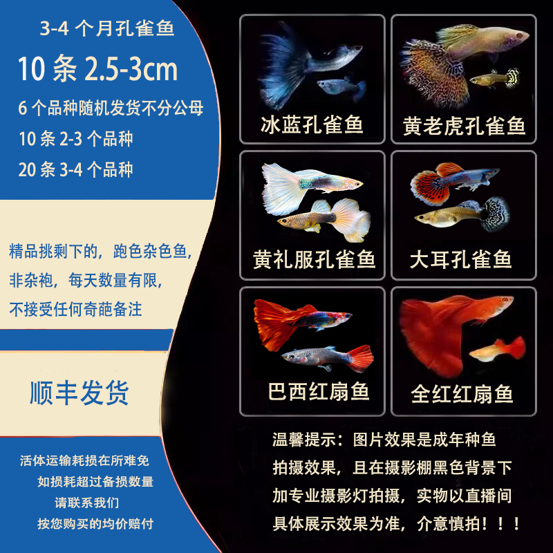 发顺丰孔雀鱼观赏鱼凤尾鱼小鱼纯种热带小型好养热带鱼耐活