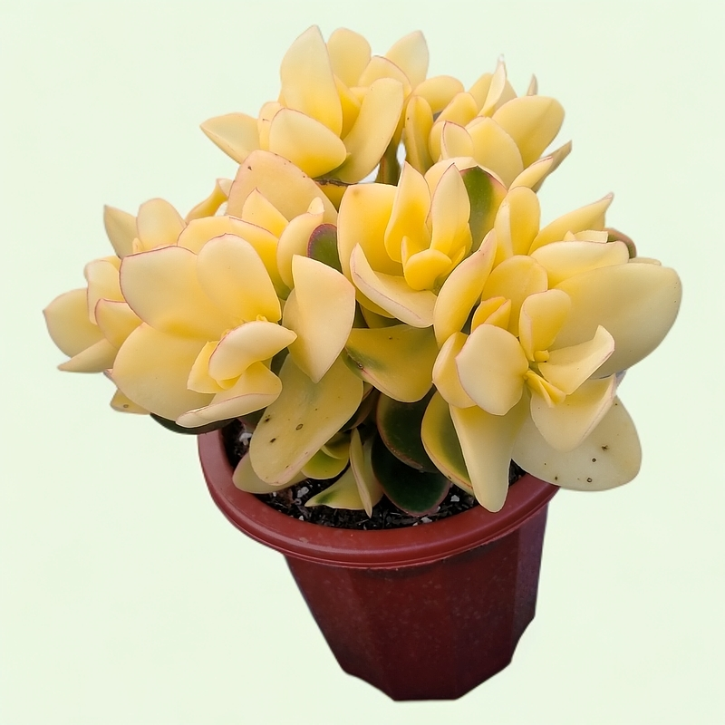 落日之艳花月多肉植物稀有老桩室内绿植盆栽净化空气好养