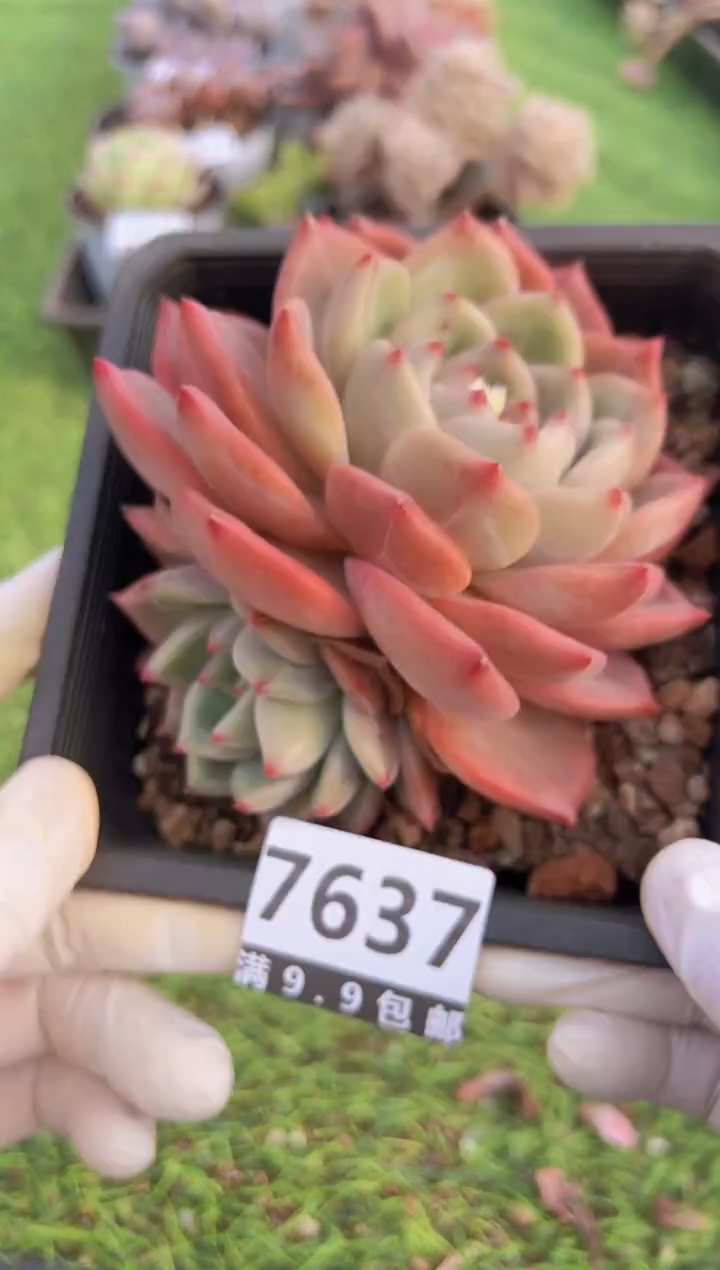 【闪购商品】信福多肉一物一拍