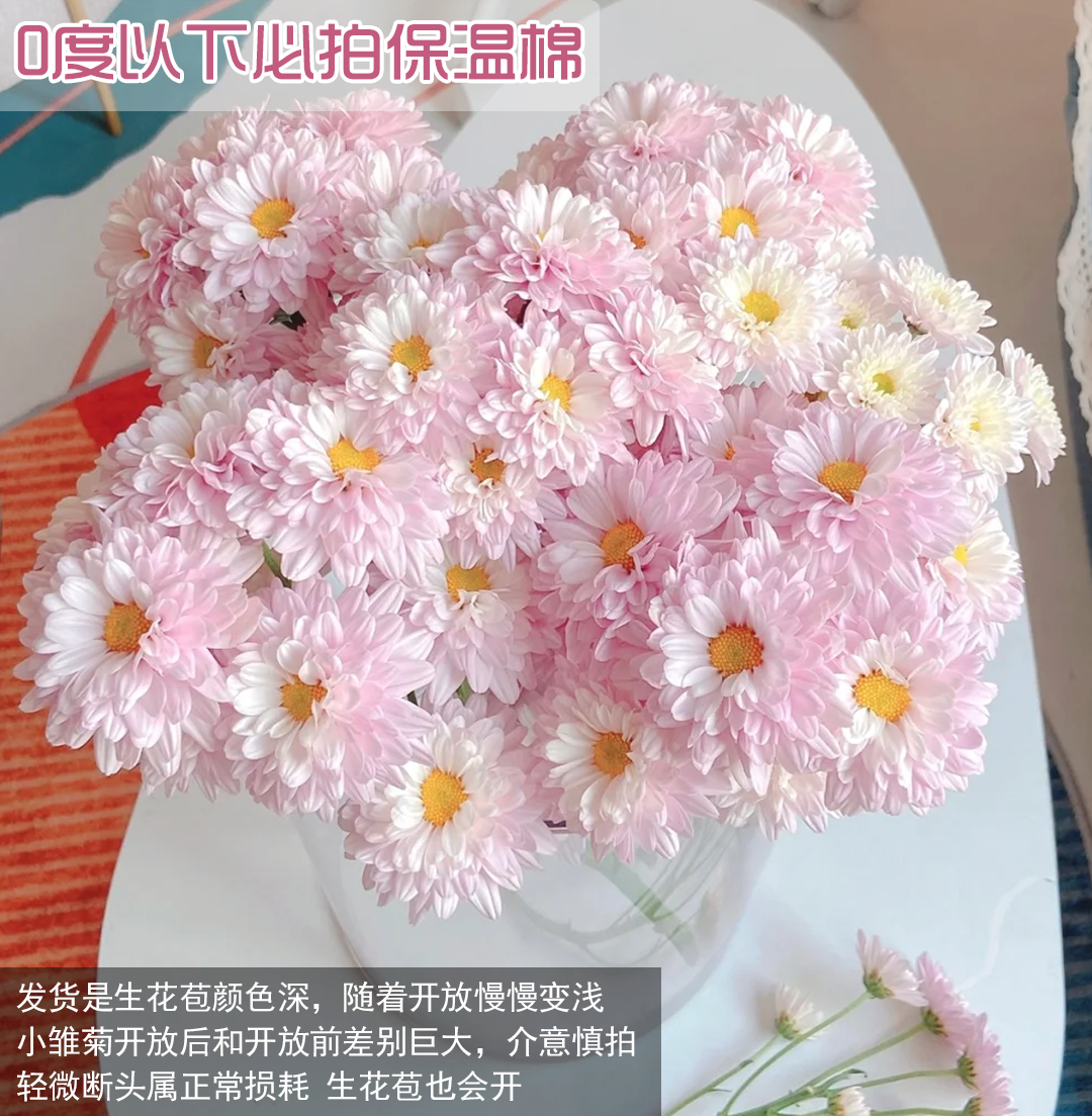 【汉城粉重瓣小菊】Daisy  生花颜色深越开越浅—昆明鲜花（顺丰包邮）