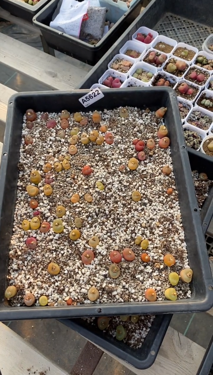 【闪购商品】5622直播一物一拍