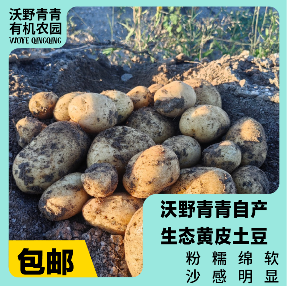 生态土豆组合 有机方式种植 顺丰包邮