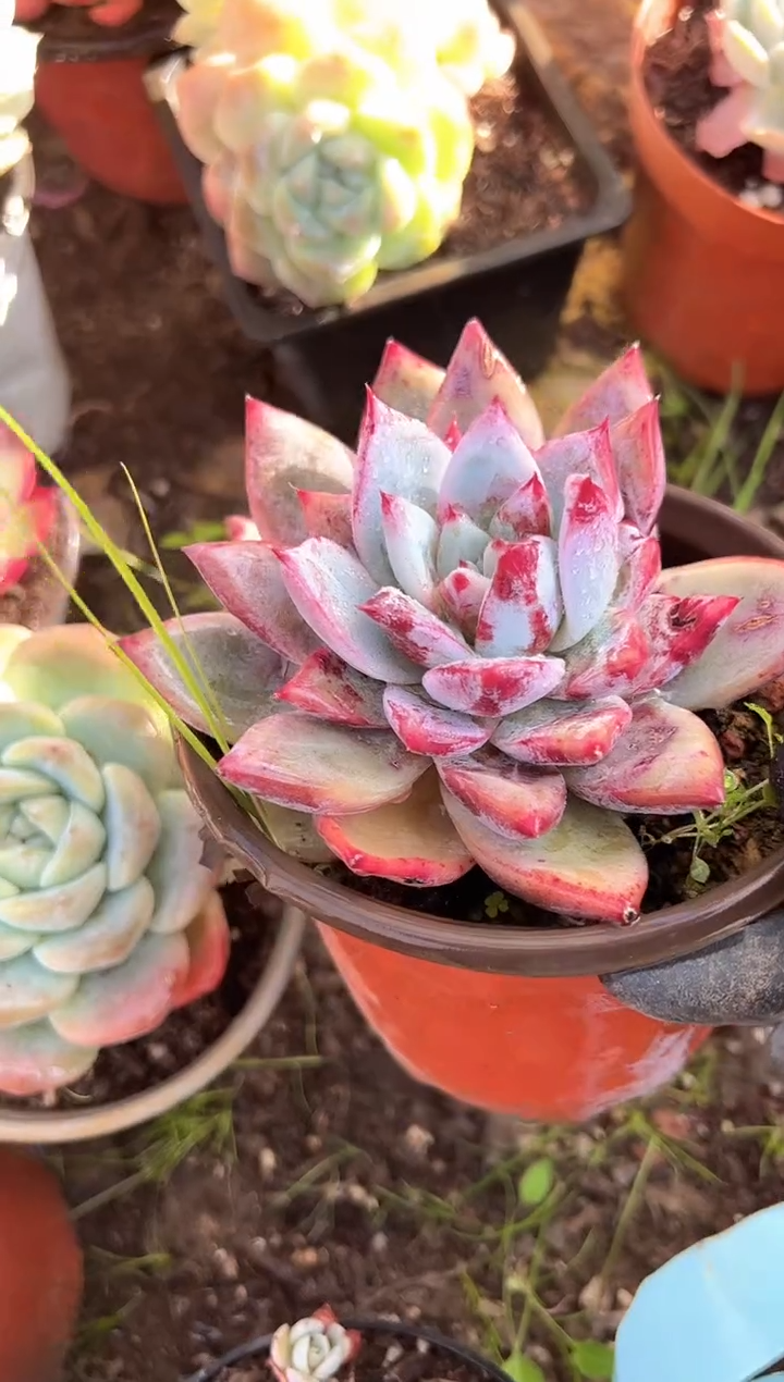 木***过多肉植物一物一拍11264