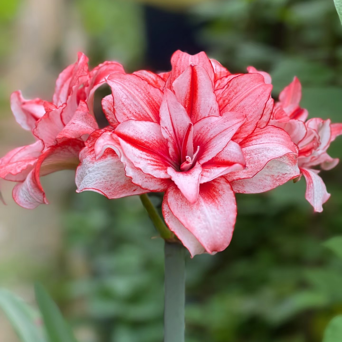 【烟火】重瓣大球朱顶红种球易养花卉绿植室内外盆栽高观赏性