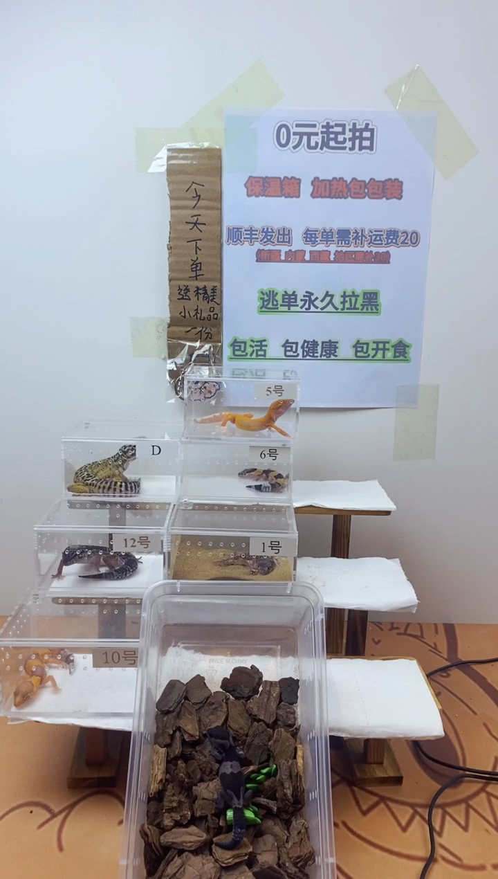豹纹守宫豹纹守宫幼苗亚成体成体肥尾