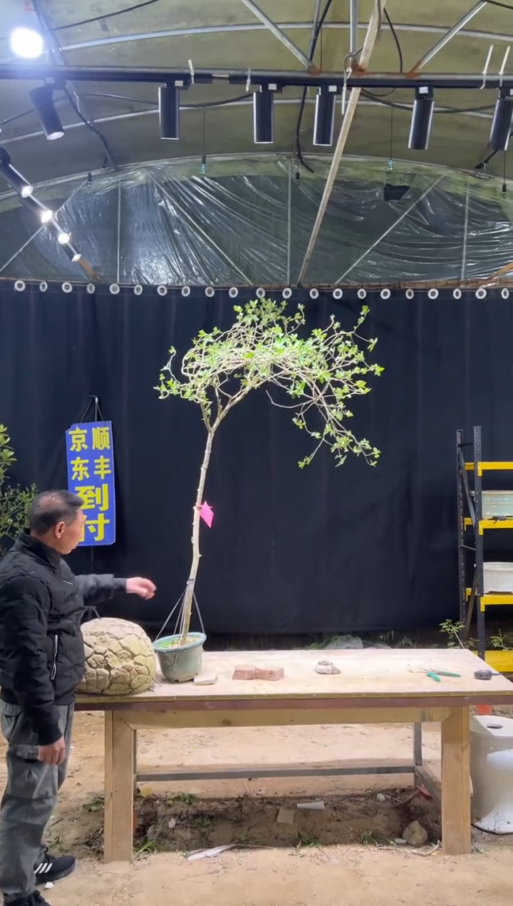 当前无花朵，栽培后可花朵拔****鼠 海岛栀子花