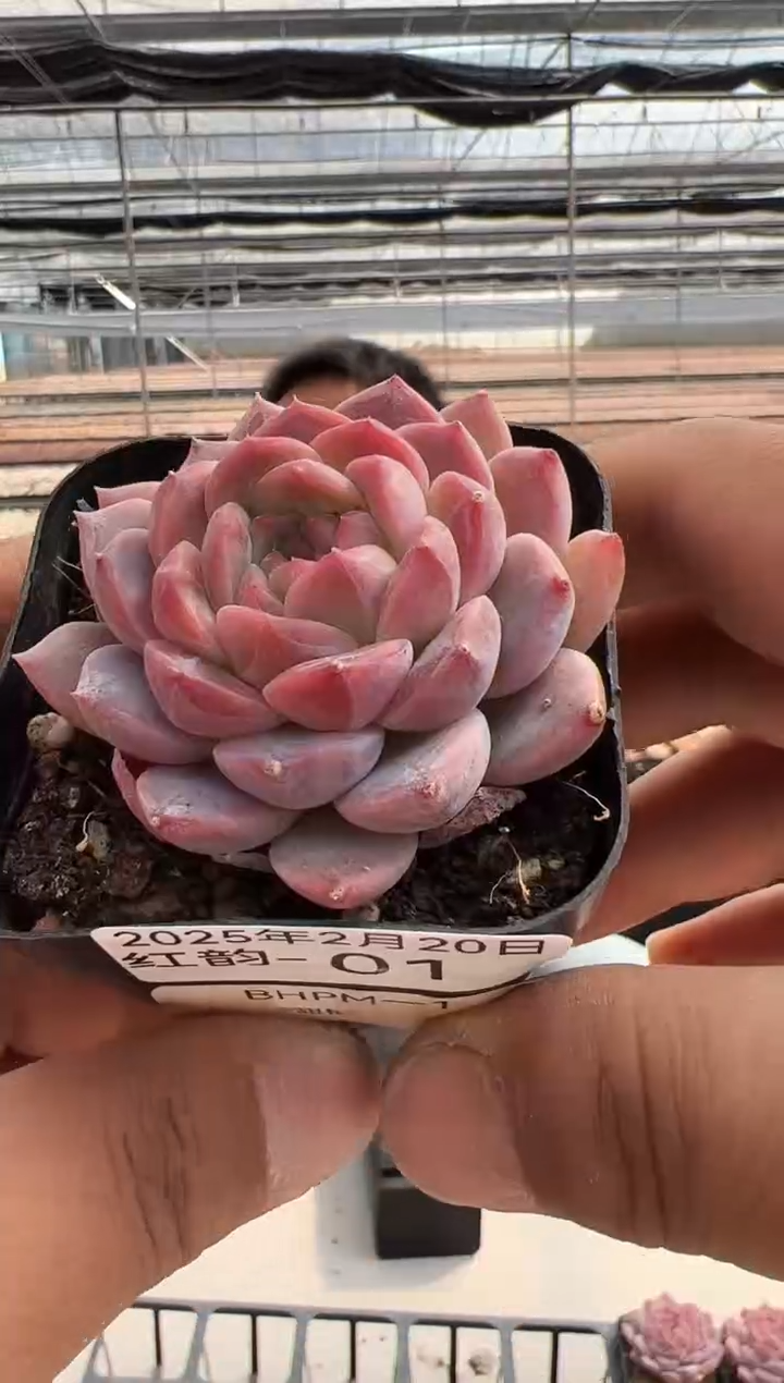 【闪购商品】红韵-01