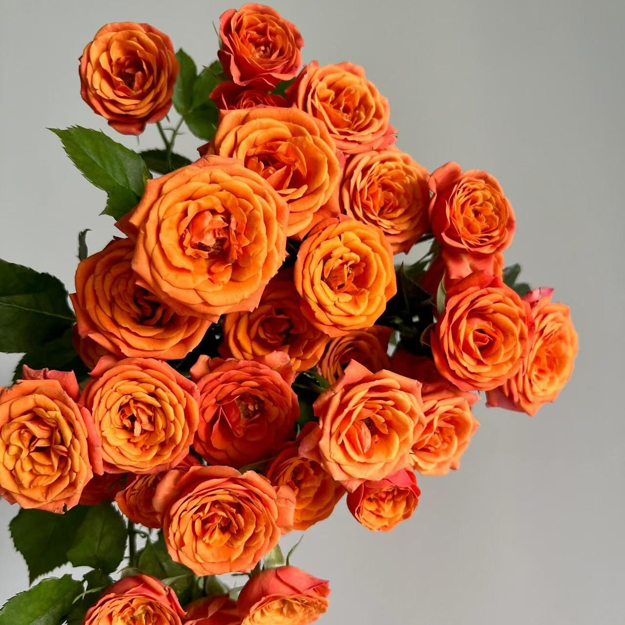 吉朵鲜花福利『橙芭比』家居养花 多头泡泡 鲜花次日达 养护教程联系客服