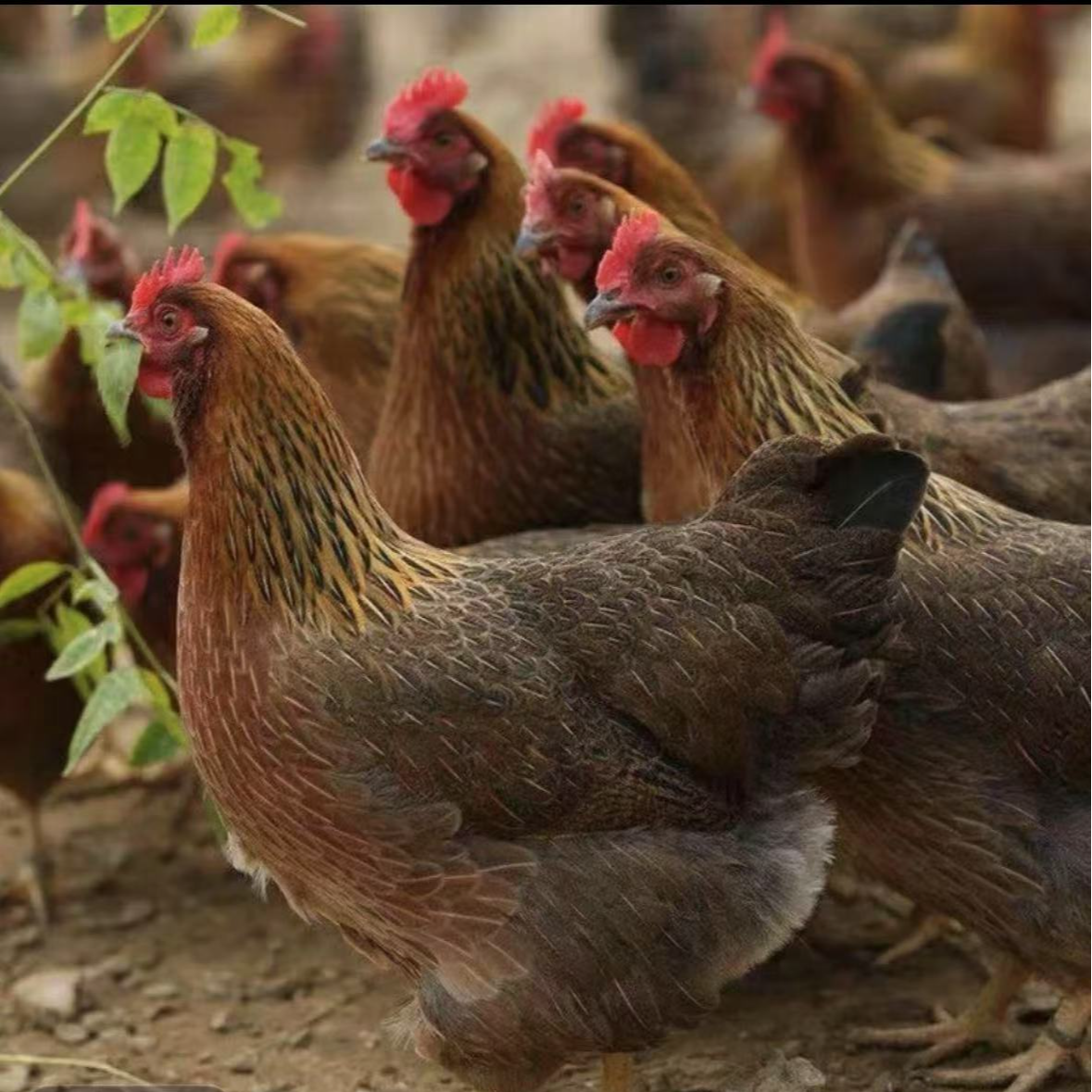 良凤花鸡宠物鸡12只 （活的包邮）