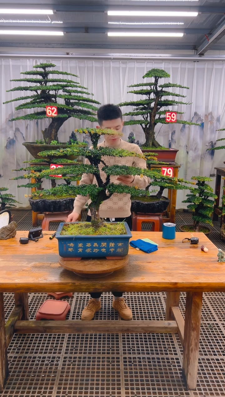 无花朵精品盆景直播间一物一拍